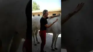 Teaching Equine Sports Massage to Horse Owners in Mijas Spain PT2