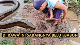 NGUKUY BELUT DI SPOT SAWAH YANG TERBENGKALAI.#Bocilngotektak#belut 
