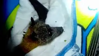 Rescuing a flying-fox stuck in a backyard:  these are Crinoline & Petticoat