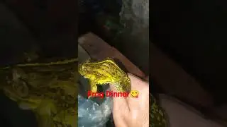 Frog Dinner, yummy😋
