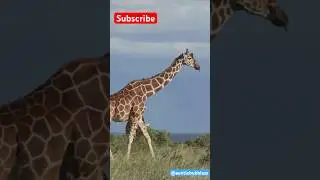 Learn about Giraffes #giraffe 🦒 #animals #zooanimals #forest