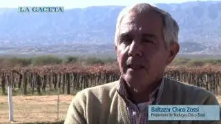 El camino de los vinos tucumanos
