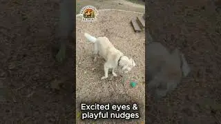 How Dogs Show Pure Joy When Their Owners Return 🐾