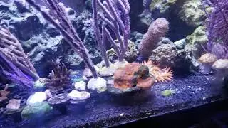 Gorgonian reef tank update 2021