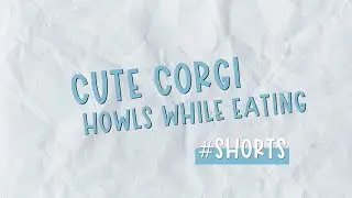 Cute Corgi Howls While Eating | Funny Corgi Puppy Video #shorts
