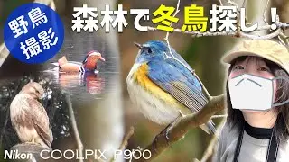 幸せの青い鳥、発見♪森林で冬鳥探し【野鳥撮影vlog】