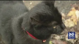 Tips to keep your pets warm on chilly nights
