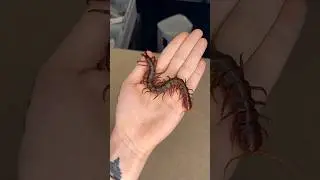 Animals Going Small To Giant...!!