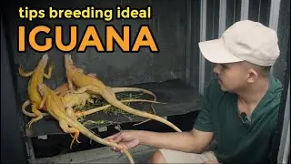 Tips berternak IGUANA ala sony ali mustofa| eps #2