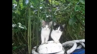 ビックリ、裏山から野良の子猫ちゃんがやって来た～（２）A stray kitten came from the mountain(2)【いなか猫１７７０】japanese funny cat