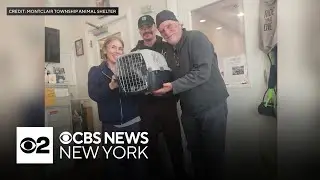 New Jersey family reunited with cat that went missing 10 years ago