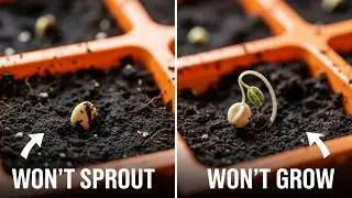 The Biggest Seed Starting Mistake Everyone Makes