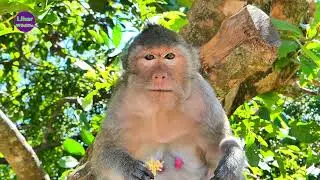 Mama Monkey Emila