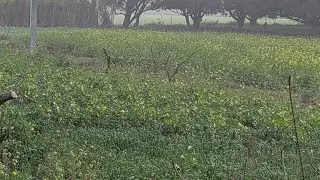 सुबह की ताजी हवा के साथ किसान की मेहनत,#@mohitdhama-v8w