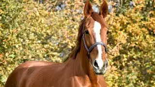 Een paard kopen van begin tot eind * Hart voor Paarden *