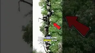 🐼ПАНДЫ переживают экстремальные падения! #панды #панда #падения #кормлениекормом