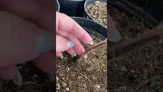 28.01.26 г. Гортензии, розы после мороза минус 35 🥶 