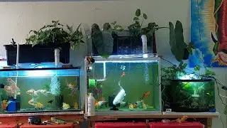 Este video es para Los seguidores del acuario que les ha funcionado mis métodos
