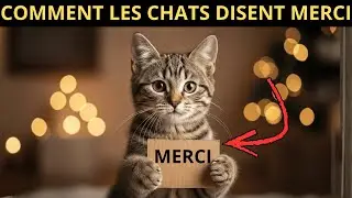 Ton chat te dit &ldquo;merci&rdquo; chaque jour &mdash; tu ne le remarques simplement pas