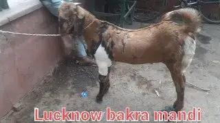 Lucknow Bakra Mandi || Sunday Bakra Market ||