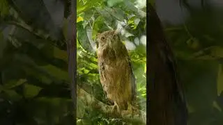 Brown fish owl 🦉