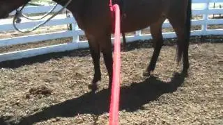 More Horse Sacking Out- Simple Exercise to help horses deal with fear- Rick Gore Horsemanship