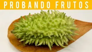 🔵Probando PEPINO MAXIXE, SILVESTRE, de MONTE, AFRICANO o CHAYOTILLO (Tasting MAROON/WILD CUCUMBER)🥒😋