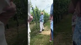 English Oak Vineyard &mdash; Vineyard construction and practices