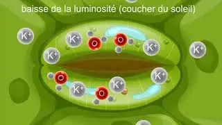 TD2 : M&eacute;canisme d'ouverture et de fermeture des stomates