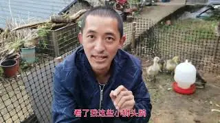 50 小狮头鹅长多快？带你看看我买的狮头鹅苗，到昨天的样子 #狮头鹅养殖 #纯种狮头鹅苗 #狮头鹅 #大种狮头鹅苗 #潮汕狮头鹅