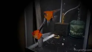 Koi Angelfish Breeding Pair 3530