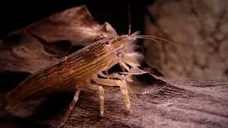 Atyopsis moluccensis - Fan shrimp in freshwater aquarium