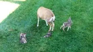 Deer Triplets - II