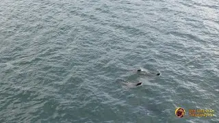 California Sea Lions | Canada Place | HC-X1600 | 4K