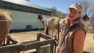 How I Feed Multiple Horses Outside
