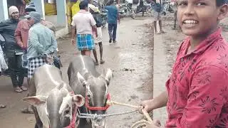 Hallikar Cattle Market in Kennamangala Santhe,  Near Hosur, Tamilnadu