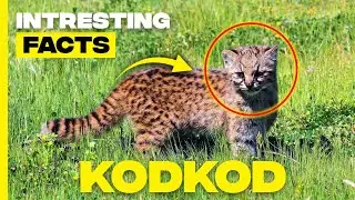 Unveiling the Enigmatic Kodkod: Facts About the Smallest Wild Cat in the Americas!