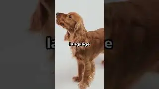 Dogs Learn Rules Without Being TAUGHT?
