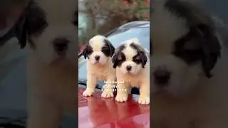 Top Quality Saint Bernard Puppies For Sale #stbernard #saintbernard #dog #puppy #trending #shorts