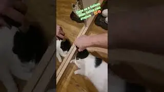 Стэтхэм о бабках🐈&zwj;⬛😻❤️&zwj;🔥 #юмор #memes #видосыоткота #recommendations #mem #популярное #cat #кот