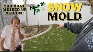Say Goodbye to Unsightly Snow Mold on Your Lawn with These Easy DIY Fixes
