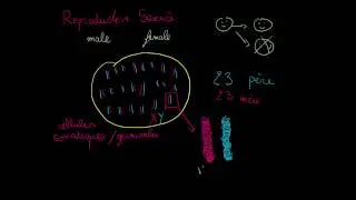 Variations au sein d'une espèce