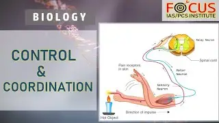 IAS PCS Biology LECTURE-21: Control & Coordination (NCERT Class-10 Chapter-7)
