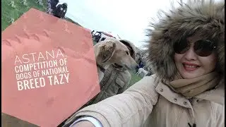 ASTANA. Competition of Dogs of National breed Tazy