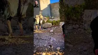Cozy Cage Mates:Duck,Hens,Goose,Turkey Hen&Chick #short #viralvideo #mustwatch #peats #birds #hen