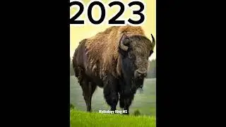 2023 Bison And 5000 Bce Bison 🦬 | Mythology King 👑 MS | #shorts #trending #shortvideo #ytshorts