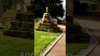 🐾 Red's Legacy: A Stroll to the 500-Year-Old Yew Tree #nature #RIP #dog