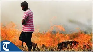 Punjab farmers blame government for lack of incentives to stop stubble burning