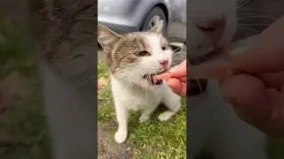 Abandoned, discarded, or born on the street😿#cat #street #help #live #food #love #suffering #sad