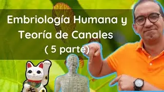 Embriolog&iacute;a y Teor&iacute;a de Canales en Medicina China (Jing Luo) : Parte 5